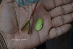 Spatholobus purpureus